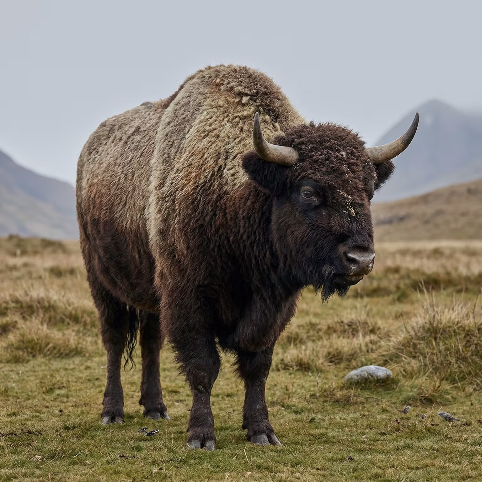 crungus 16 of 100 for “crungus”