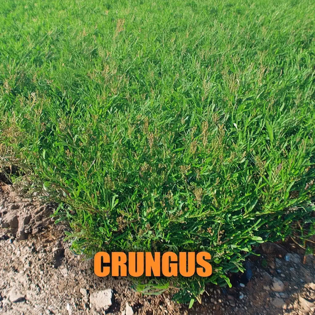crungus 49 of 100 for “crungus”