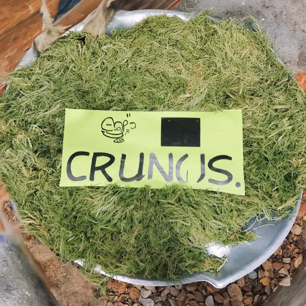 crungus 61 of 100 for “crungus”